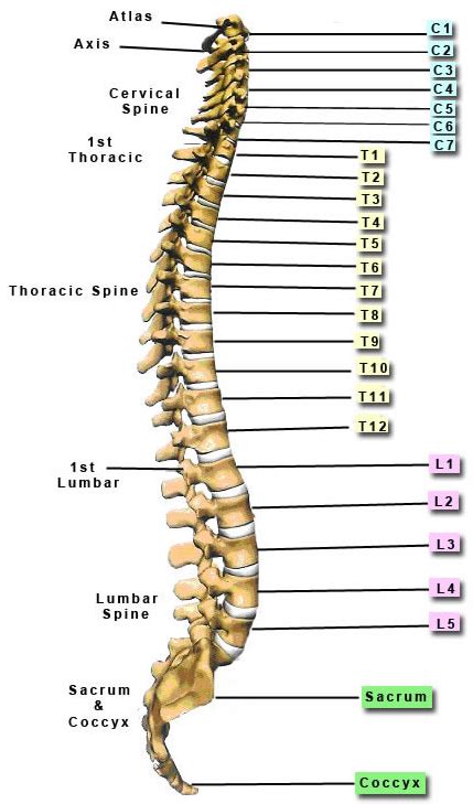 Lumbar Vertebrae Side View