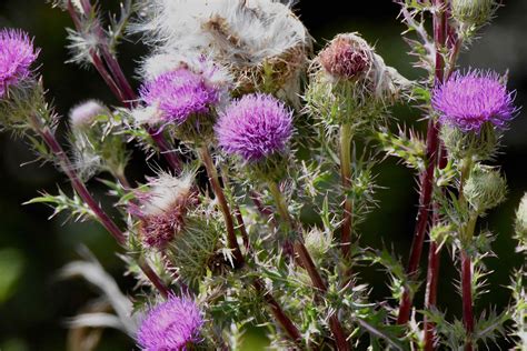 Flowering Plants of South Florida