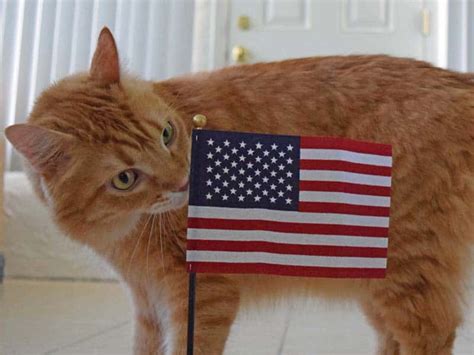 Flag Day - Cats Herd You