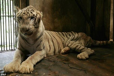 SHUT DOWN Surabaya Zoo Indonesia and sign the change.org petition