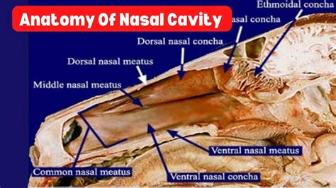 Respiratory system 🐎 Anatomy of Nasal Cavity 🐴 Nasal Conchae & Nasal ...