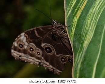 Butterfly Morpho Menelaus Interior Wings Side Stock Photo 1582479772 ...