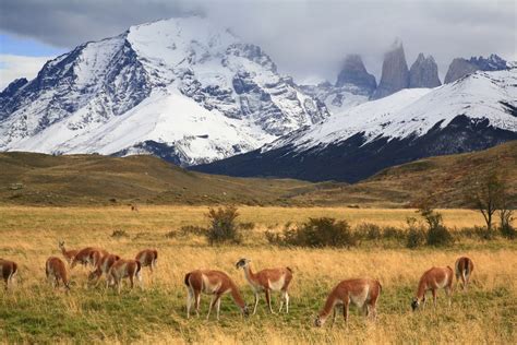 Guanaco Herd in Torres Del Paine | Torres del Paine National Park, Patagonia, Chile ...