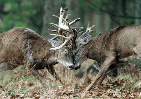 Tips and Tactics: How to Hunt Whitetail Deer