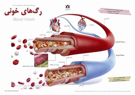 پوستر آموزشی رگ های خونی « پوسترهای آموزشی دانشنامه دانش‌آموز