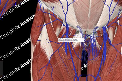 Left Pampiniform Plexus | Complete Anatomy