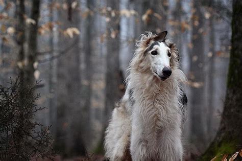 Borzoi, the Russian Wolfhound