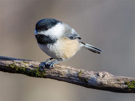 What is the State Bird of Maine? (And Why?) | Birdfact