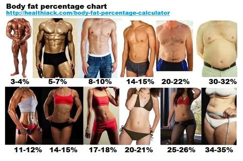 Body fat percentage calculator