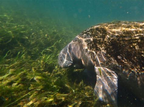 Manatee: The Gentle Giants Guide - Ocean Info