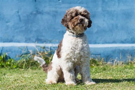 The 6 Best Lagotto Romagnolo Breeders In The U.S.