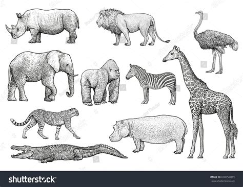 African animals illustration, drawing, engraving, ink, line art ...