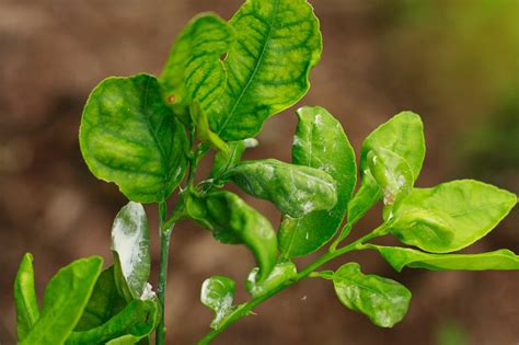 Soapy Spray to Get Rid of Mealybugs on Plants