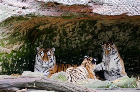 Free photo: Bengal Tiger Family - Animal, Bengal, Family - Free ...