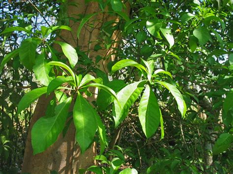 Barringtonia acutangula (Lecythidaceae) image 33563 at PhytoImages.siu.edu