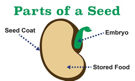 Plant Embryo Diagram