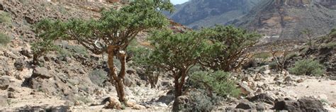 Systematic Studies of the Burseraceae | New York Botanical Garden