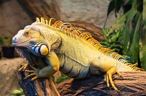 Wallpaper Iguana, Green Iguana, San Diego, USA, zoo, reptile, tourism ...