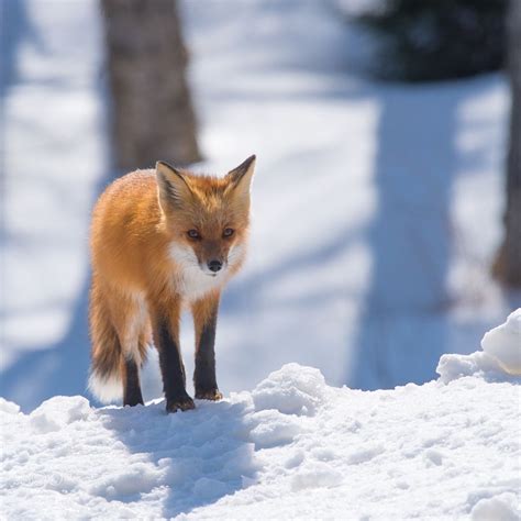 Pin von Barbara rathmanner auf Füchse im Schnee | Fuchs, Schnee