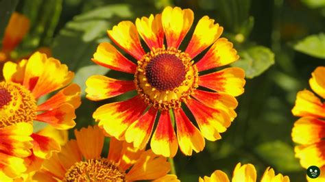 21 Black Eyed Susan Companion Plants: Top Choices For Your Garden