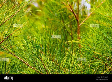 Cemara Udang, Australian pine tree or whistling pine tree (Casuarina equisetifolia) leaves ...