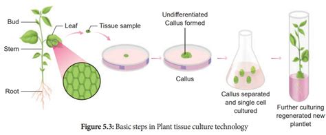 Introduction - Plant Tissue Culture