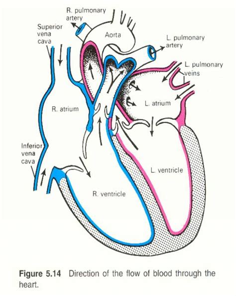 blank heart blood flow - Clip Art Library