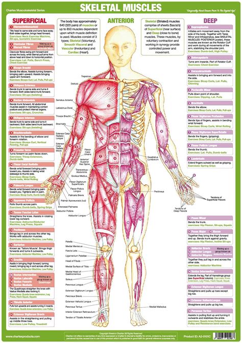 Muscle Anatomy Poster - Anterior