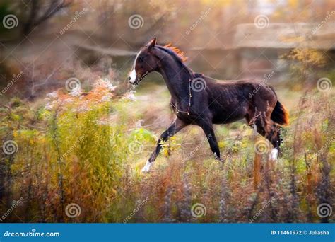 Brown Akhal-Teke foal stock photo. Image of farm, lonely - 11461972