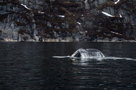 Closed boat Fjord Adventure | Nuuk | Guide to Greenland