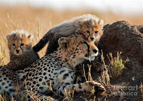 A Mother Cheetah And Her Adorable Cubs by Wldavies