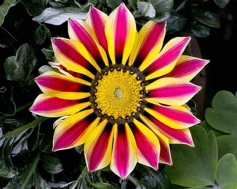 50 Gazania Flower Seeds | Etsy | Flower seeds, Flowers, Gazania flowers