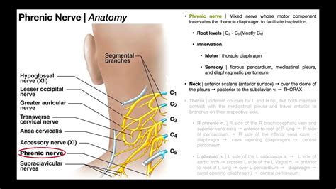 Phrenic Nerve | Functions, Course, & Impact of C3-C5 SCIs - YouTube