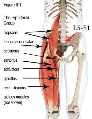 Hip Flexors and Hamstrings. Pain & Treatment - Low Back Pain Program