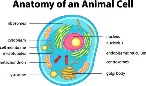 Animal Cells For 7th Graders