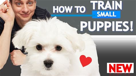 How To Train Small Puppies! - Dogs Experts