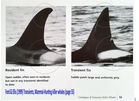 SeaWorld Fact Check - Dorsal Fin Collapse