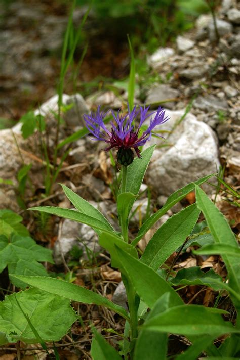 Primerki vrste gorski glavinec (Centaurea montana)