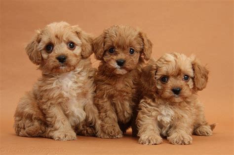 Cavapoo | Cavapoo puppies, Cavachon puppies, Puppies