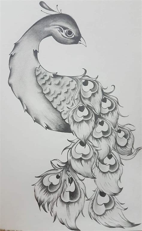 Peacock Pencil Sketch | Pencil drawing images, Pencil drawings of ...