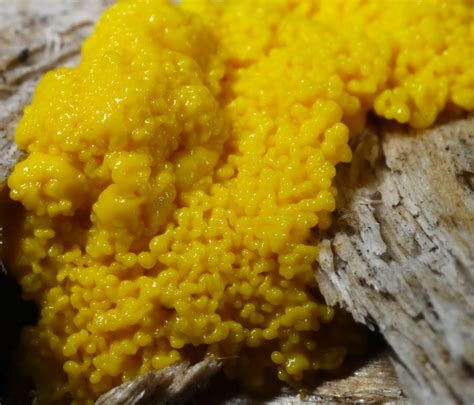 All of Nature: Yellow Slime Mold That Isn't