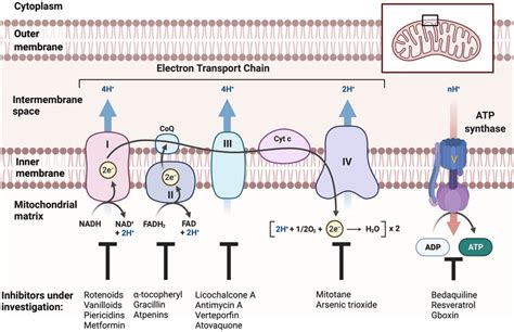 A schematic illustration of the inner mitochondrial membrane comprising... | Download Scientific ...