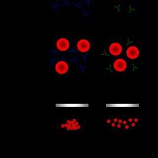 6 Steps in a hemagglutination inhibition reaction. The antibodies on ...