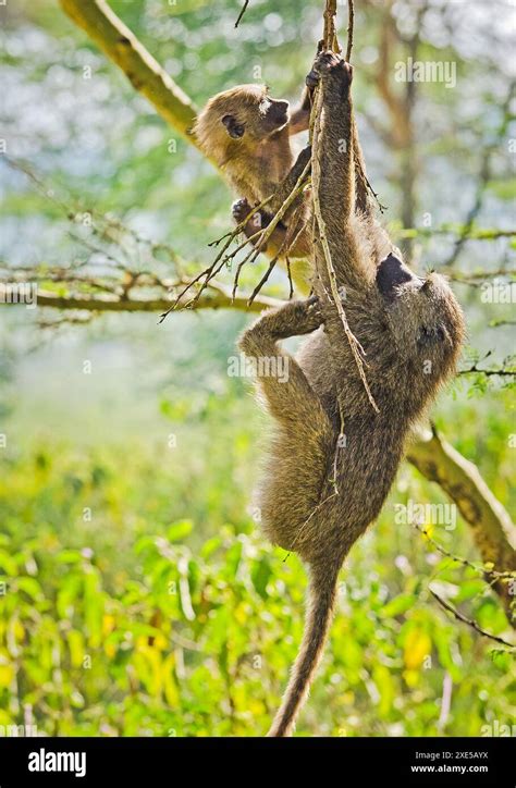 Mali wildlife hi-res stock photography and images - Alamy