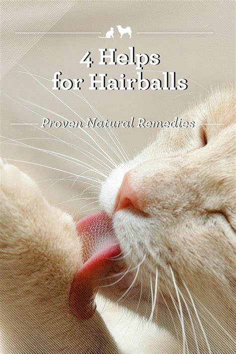 12 Cat Hairball Remedies That Really Work | Pet Living | Cat care, Cat health, Cat care tips