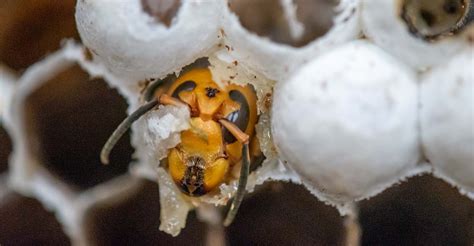 Asian giant hornet nest info by the numbers