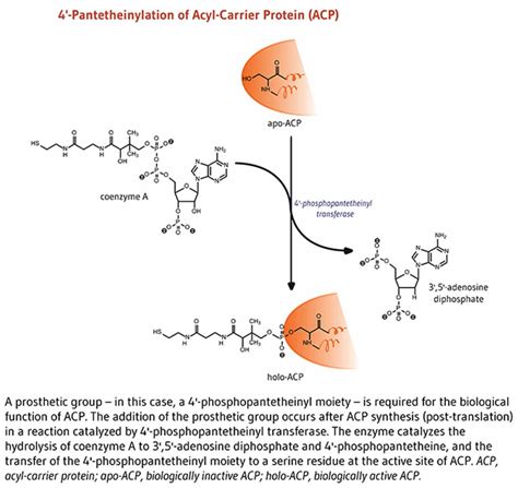 Vitamin B5, pantothenic acid, benefits, food sources, side effects & safety