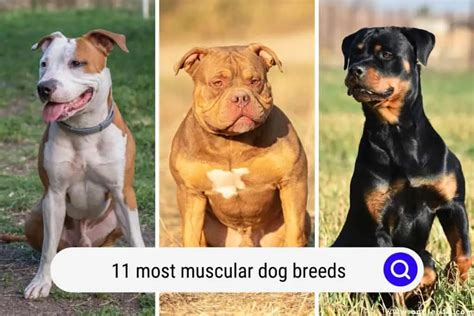 11 Most Muscular Dog Breeds (with Photos) - Oodle Life