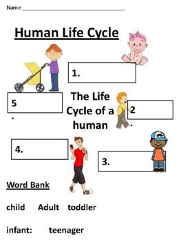 Human Life Cycle Worksheet by TechSkillswithShiller | TpT