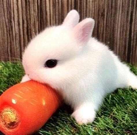 The carrot is bigger than the cute fluffy bunny! Little Babies, Cute ...